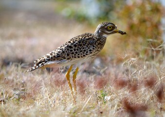 Spotted curlew thick knee bird in a winter field