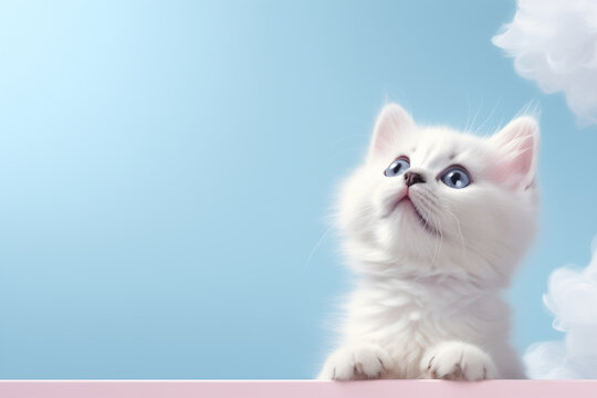 Cute cat looking up on solid soft blue and pink background, space for  text