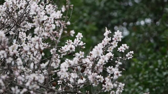 Flowers on almond tree. Blooming almond. Crown of the tree sways during strong winds and rain. Prunus dulcis shrub or small tree from subgenus Almond (Amygdalus). Rovinj, Croatia - February 23, 2024