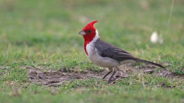 Close up view of a Red-crested Cardinal (Paroaria coronata) with a green and blurred background. Slow motion.