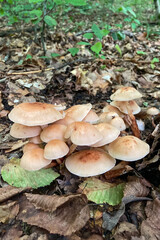 Wild mushrooms in the forest,  Sovata, Romania