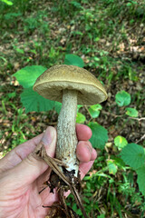 Wild mushrooms in the forest,  Sovata, Romania