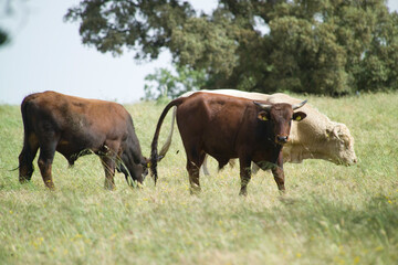 bulls in the pasture. Sardinia, Italy