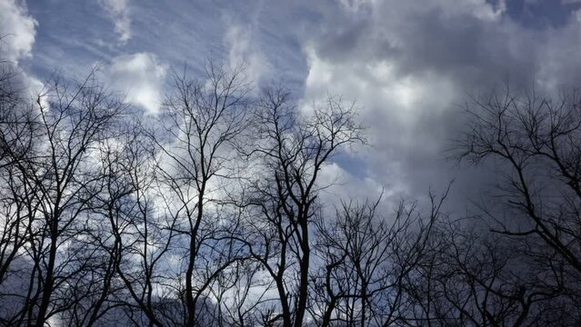 Timelapse of evening white, gray and dark clouds moving across blue sky over forest woods and some birds
