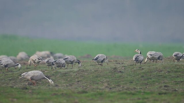 Flock of bar headed Goose in Wheat Fields