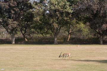 Agra, Uttar Pradesh / India - February 8, 2012 : Antelope in the garden at the Tomb of Akbar.