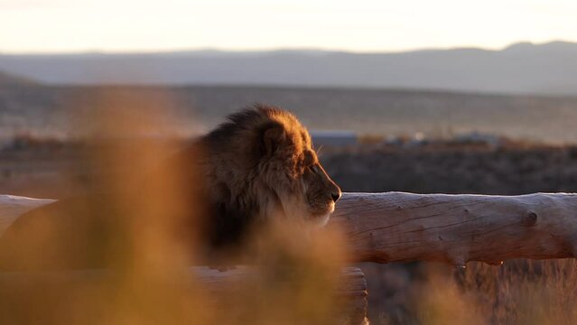 lion basking in morning sun revealed behind bush slider move in wildlife reserve