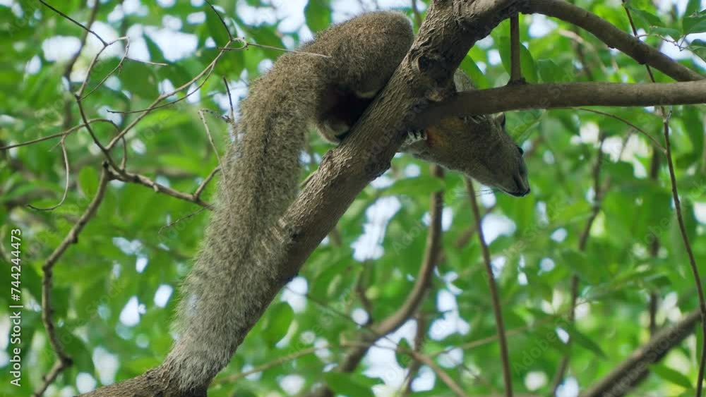 Poster red-bellied tree squirrel (callosciurus erythraeus) resting on tree branch - looking down at camera 