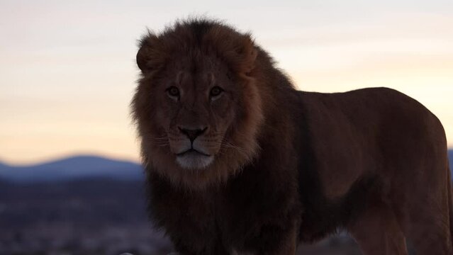 lion stares right at you sun rise with cold visible breathe
