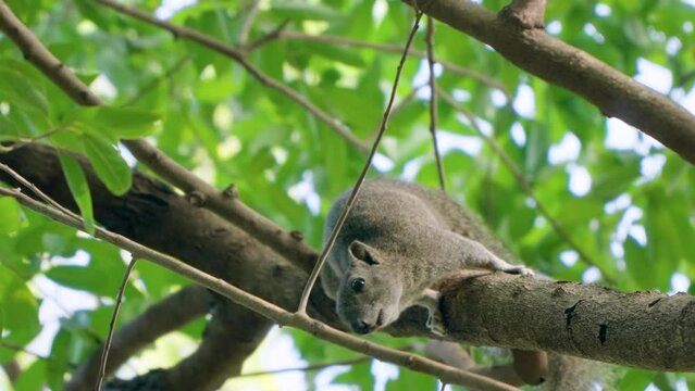 Pallas's Squirrel (Callosciurus Erythraeus) or Red-bellied Tree Squirrel