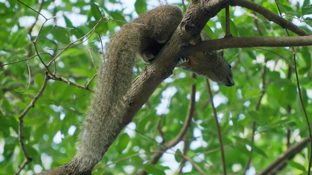 Red-bellied Tree Squirrel (Callosciurus Erythraeus) Resting on Tree Branch - Looking Down at Camera Alerted - Close-up View