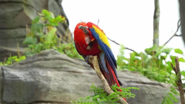 Scarlet macaw, ara macao, perched on top, preening and grooming its feathers, exotic bird species suffered from local extinction due to capture for illegal parrot trade, slow motion close up shot.