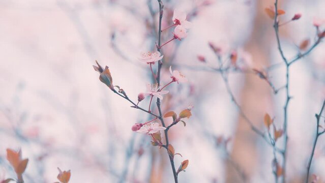 Pink Cherry Blossom Flower. Soft Focused Blooming Cherry Tree With Small Pink Flowers Lit With Sunlight.