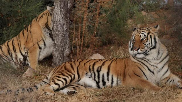 bengal tigers relaxing one gets up and walks away slomo