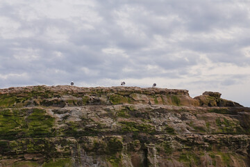 Fototapeta premium Three seagulls on cliff at Natural Bridges Beach Park, Santa Cruz, California