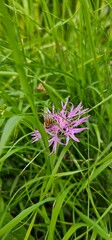 Natural colored close-up of an Early Bee, Bombus head, perched on purple Knapweed