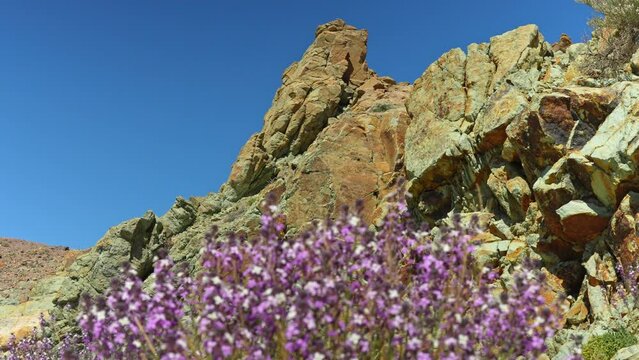 Wild flowers and cliff formations in desert, Tenerife, Spain