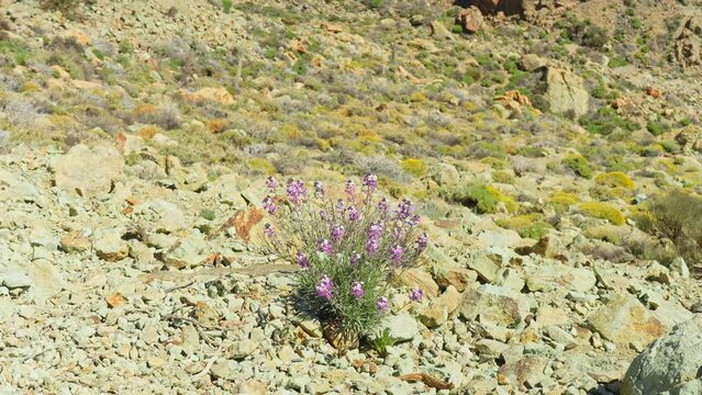 Purple wallflower Erysimum scoparium growing in Teide national park