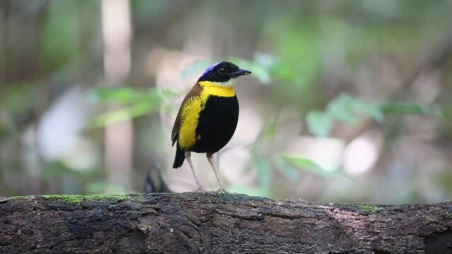 Gurney's pitta (Hydrornis gurneyi) in Myanmar
