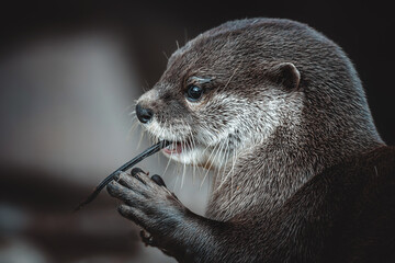 Otter (Lutra Lutra) and her cuteness and her funny face