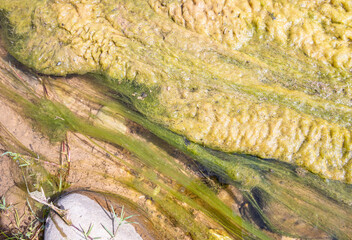 green algae on the water surface in the river - 744247098