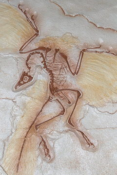 A fossil Archaeopteryx, Archaeopteryx lithographica, an evolutionary link between reptiles and birds from the Solnhofen formation Germany.