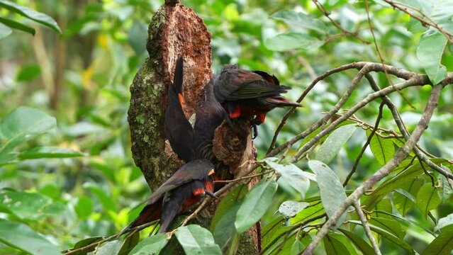 Flock of dusky lory gathered together, engaging in their natural behaviour by chewing on tree bark, fulfilling their instinctual needs for both beak maintenance and foraging behaviour, close up shot.