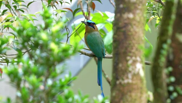 Elegant Amazonian motmot (Momotus momota) with beautiful long tail, perched on tree branch, wondering around its surrounding environment, spread its wings and fly away, slow motion close up shot.