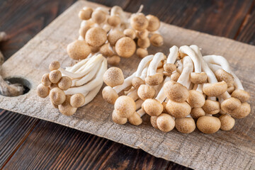 Brown beech mushroom