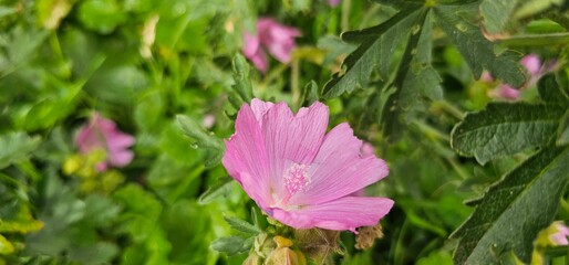 Fototapeta na wymiar a bold pink flowering musk mallow (Malva moschata) in a meadow