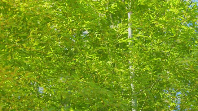Bamboo Leafs With Blue Sky Background. Bamboo Leaves With Clear Blue Sky Background And Sun Light.