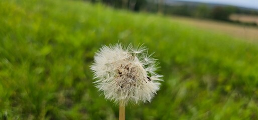 A flowering dandelion (Taraxacum) with its seeds.	