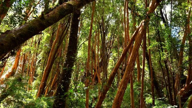 Panning Up Lush Green Trees Of Arrayanes Forest, Tepuhueico Park Chile