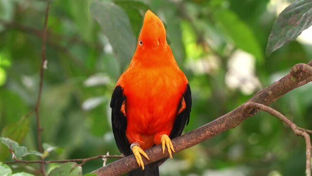 Male Andean cock-of-the-rock, rupicola peruvianus) with striking plumage, perched on tree branch, shaking its head, preening and grooming the feathers, close up shot.
