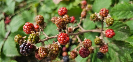 A bush of many ripe blackberries (Rubus fruticosus). they are in red and violet colors.