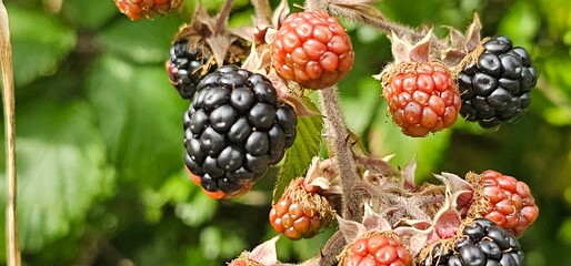 A bush of many ripe blackberries (Rubus fruticosus). they are in red and violet colors. - obrazy, fototapety, plakaty