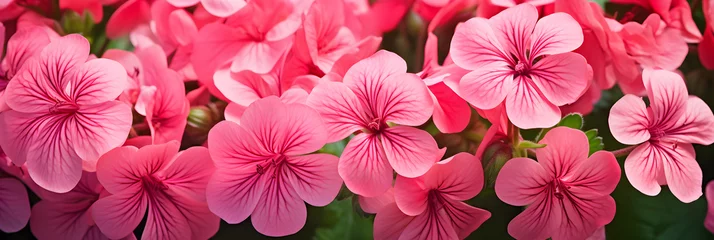 Fototapeten Blossoming Summer Beauty: Bright and Vibrant Pink Geraniums Amidst Lush Green Foliage © Roxie
