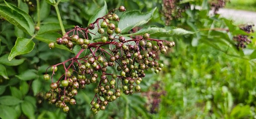 Fototapeta na wymiar An elderberry bush that bears lots of ripe elderberries (Sambucus), all of which are black.