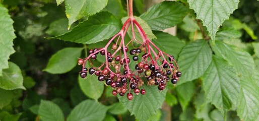 An elderberry bush that bears lots of ripe elderberries (Sambucus), all of which are black.