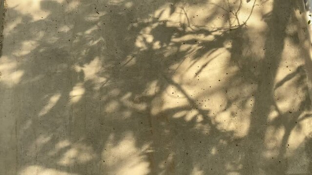 Komorebi Light on concrete wall, Sunlight though swaying Tree shadow