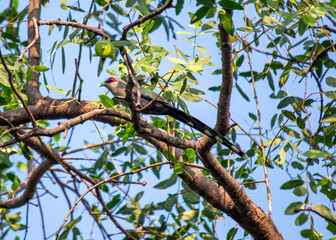 Green-billed Malkoha (Phaenicophaeus tristis) in Southeast Asia