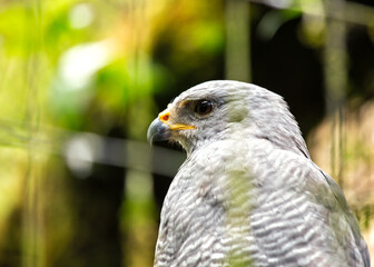 Grey-lined Hawk (Buteo nitidus) in Central and South America