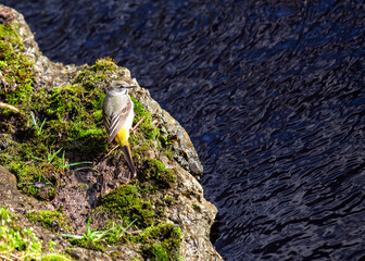 Grey Wagtail (Motacilla cinerea) in Europe and Asia