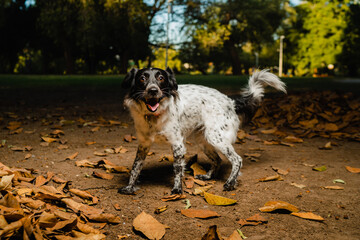 Monochrome dog frolics in a heap of autumn leaves.