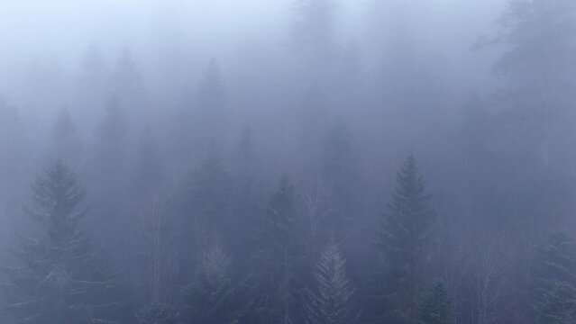 Aerial slow fly over ghost trees appearing through thick fog over an ethereal moody mountain forest