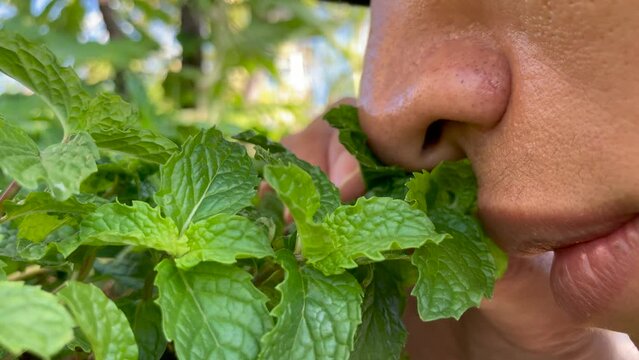 Close-up of man smelling Lemon Balm, Thai Herb 