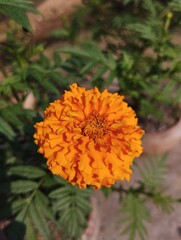 Vibrant yellow Marigolds parviflora flower amidst lush green foliage and rocks