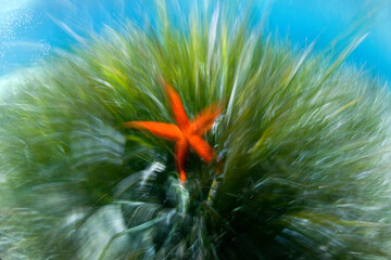 Naklejka na ściany i meble Red Starfish (Echinaster sepositus) Porto Conte, Alghero, SS, Sardegna, Italia