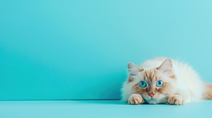 Blue-eyed Ragdoll cat, lying on the studio floor looking at the camera on a pastel green background