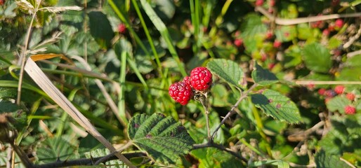 A bush of many ripe blackberries (Rubus fruticosus). they are in red and violet colors.